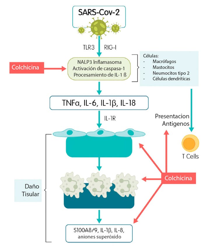 Ivermectina 6 Mg Farmacorp