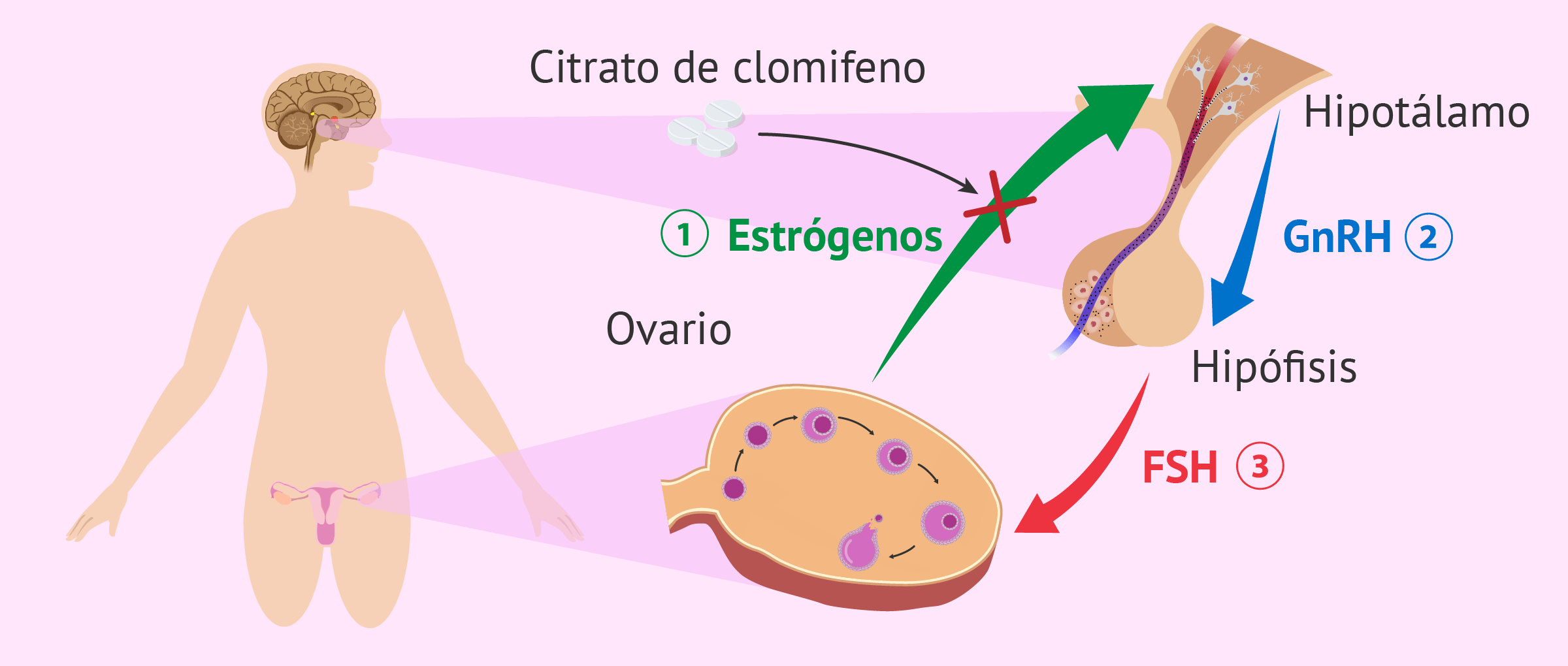 Costo del clomifeno