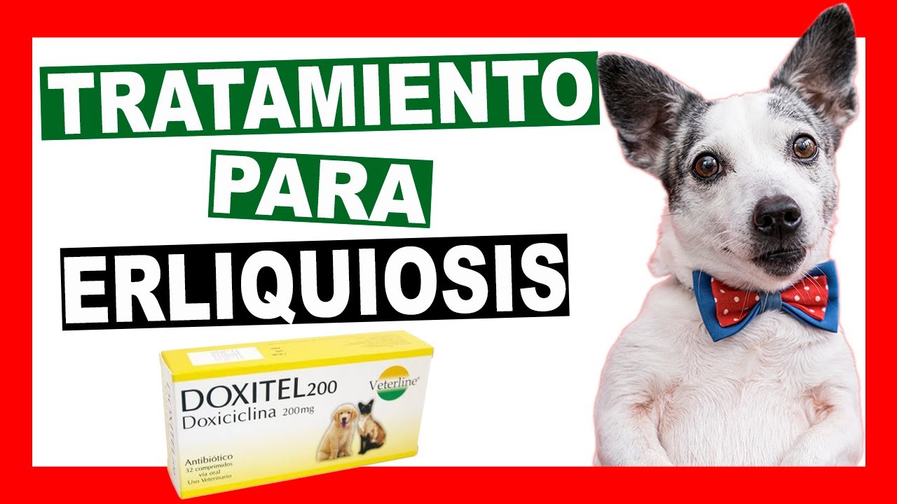 doxiciclina 200 mg en perros