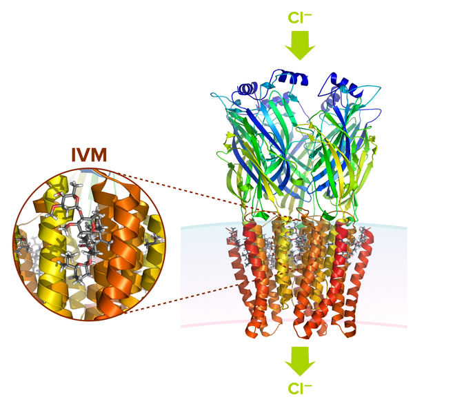 Ivexterm t 2 6 mg