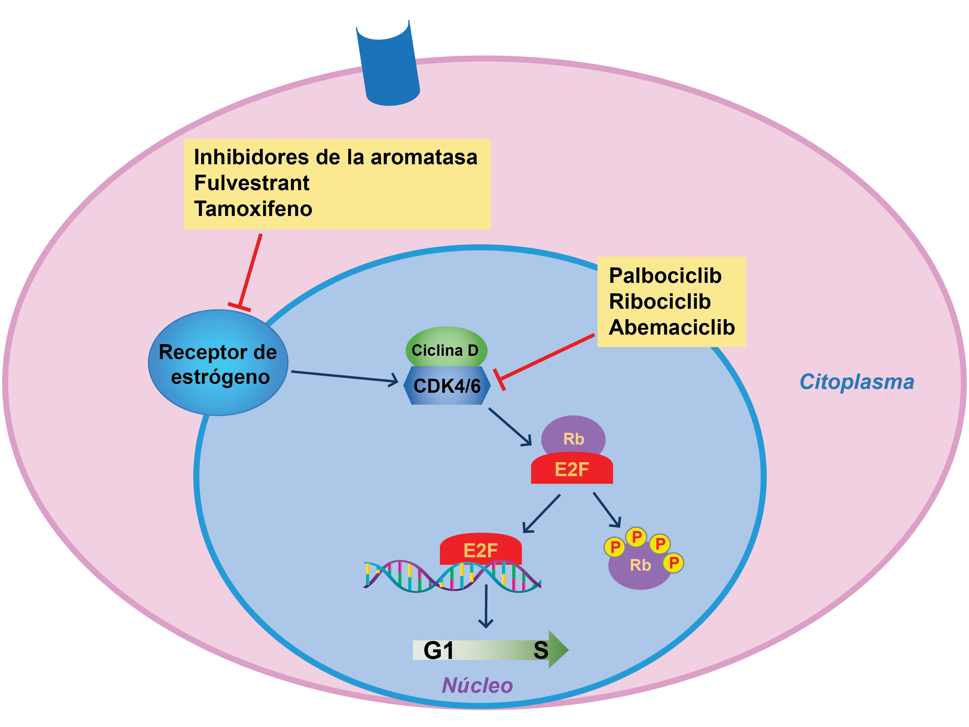 Tamoxifeno precio farmacia españa