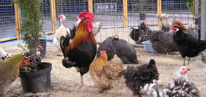 Comprar ivermectina gallinas