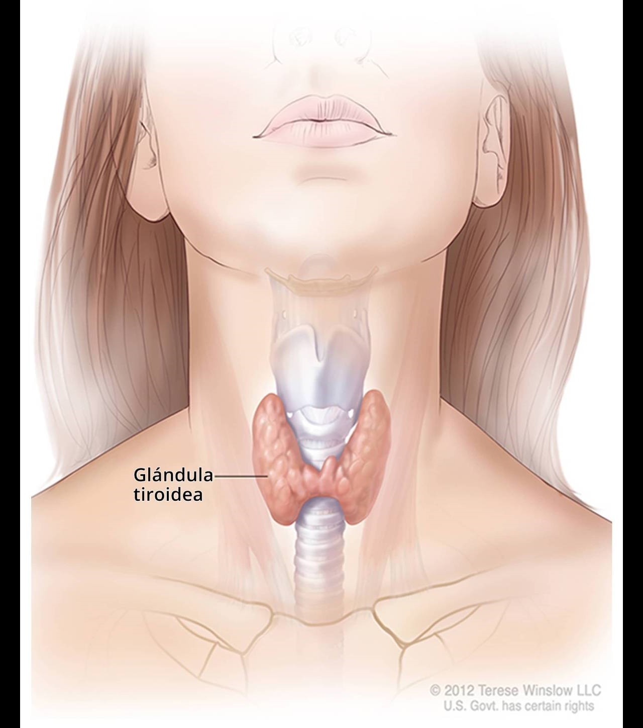 Citrato de clomifeno 50mg referencia