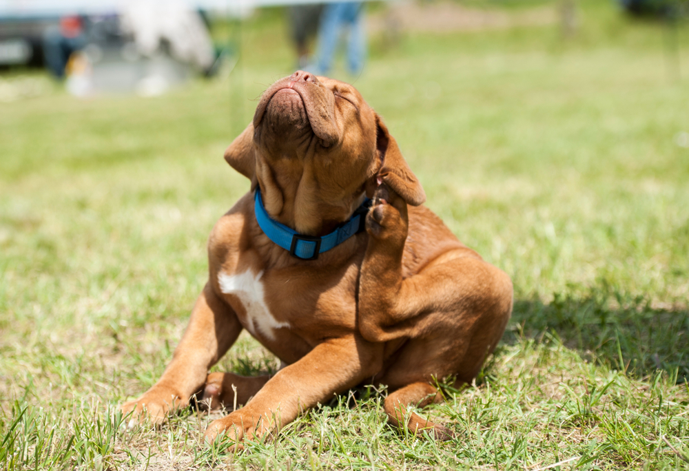 Ivermectina Perros España