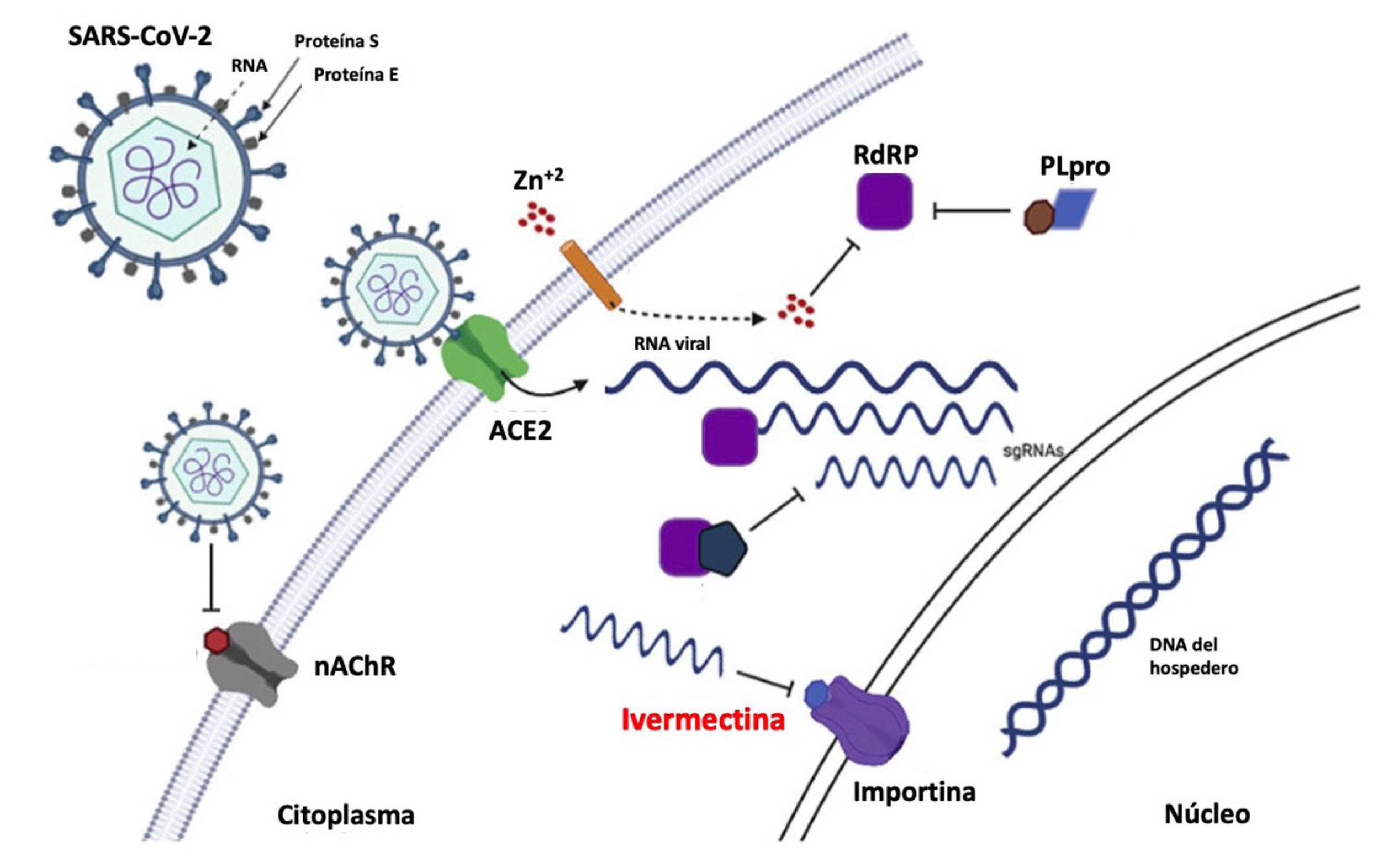 Ivermectina 6mg humano