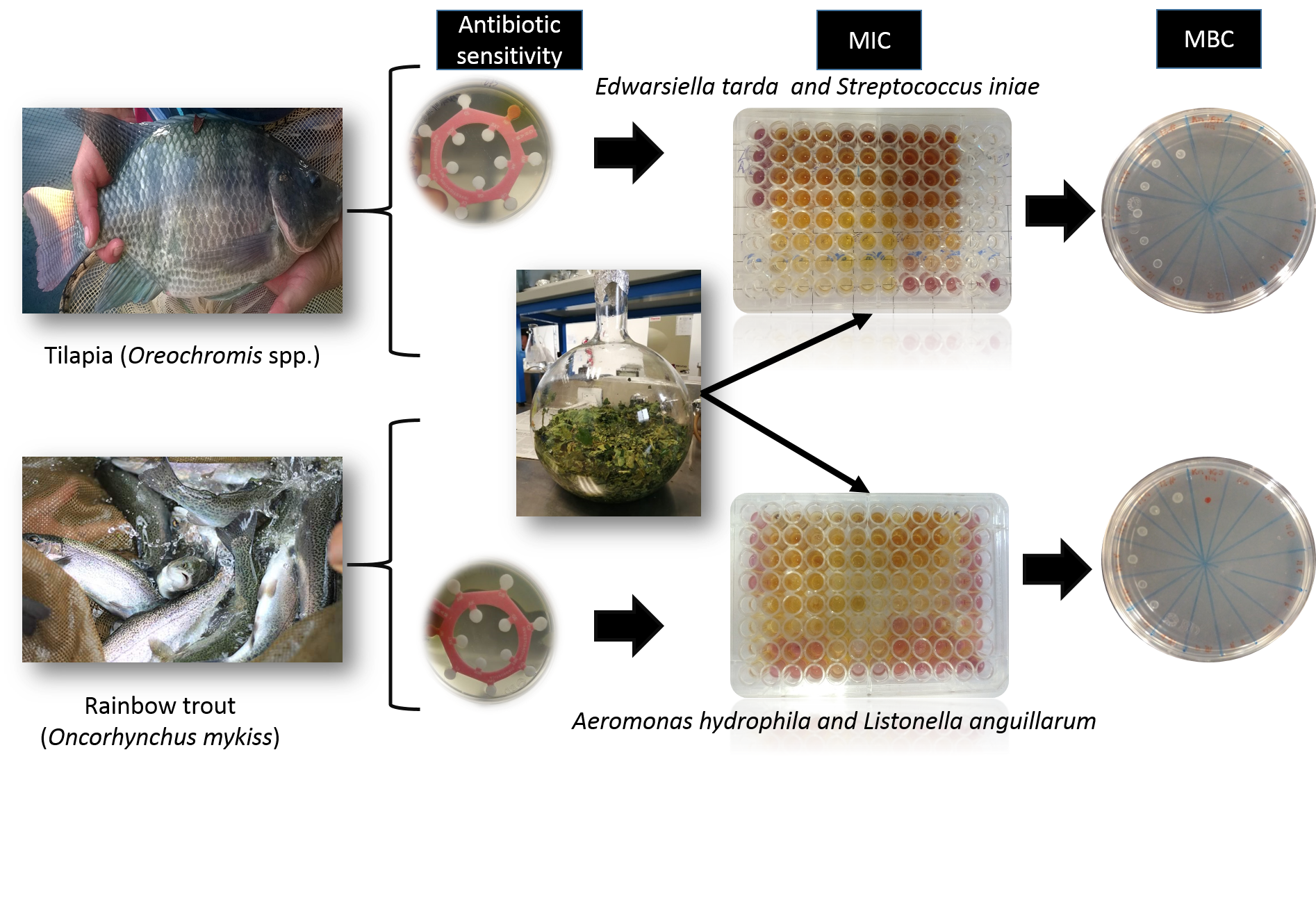 Ciprofloxacin más barato