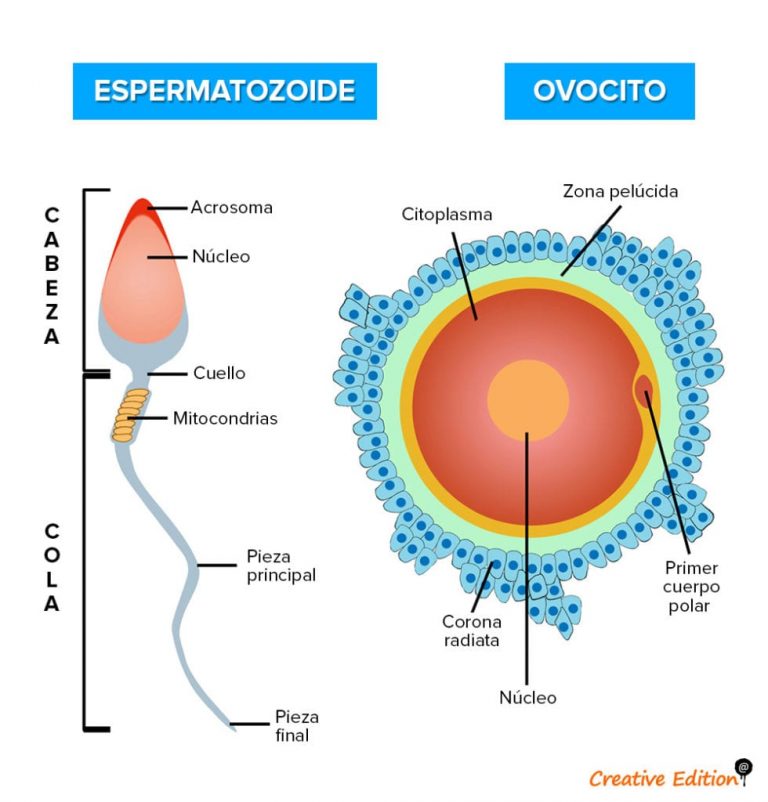 Cytotec sin receta en mexico