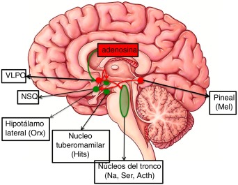 Modafinil online netherlands