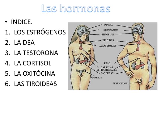 Estrógenos conjugados capsulas