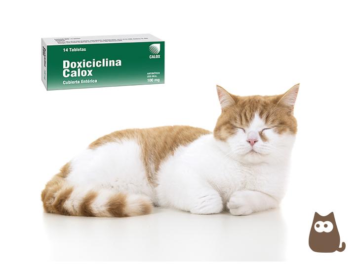 Comprar doxiciclina 100 mg sin receta