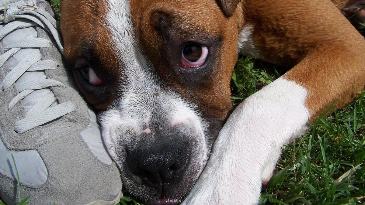 Ivermectina perros españa