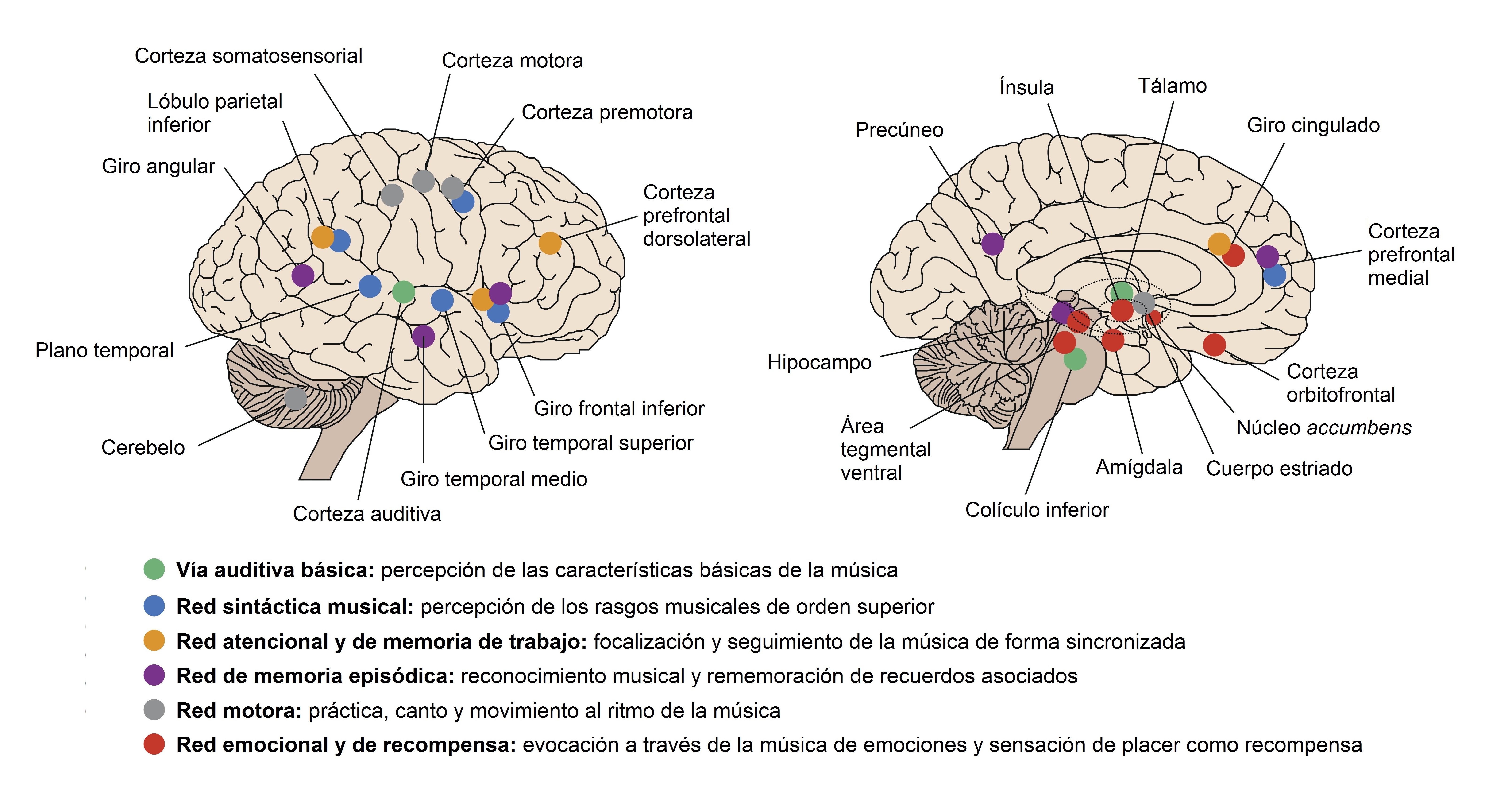 Orden lioresal