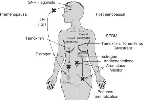 Tamoxifen On-line